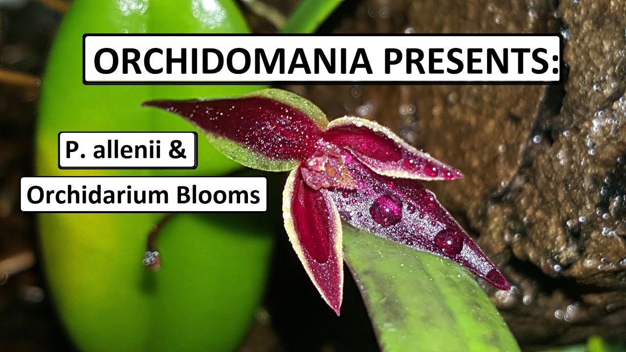 Orchidomania Presents: Pleurothallis allenii & Orchidarium Blooms