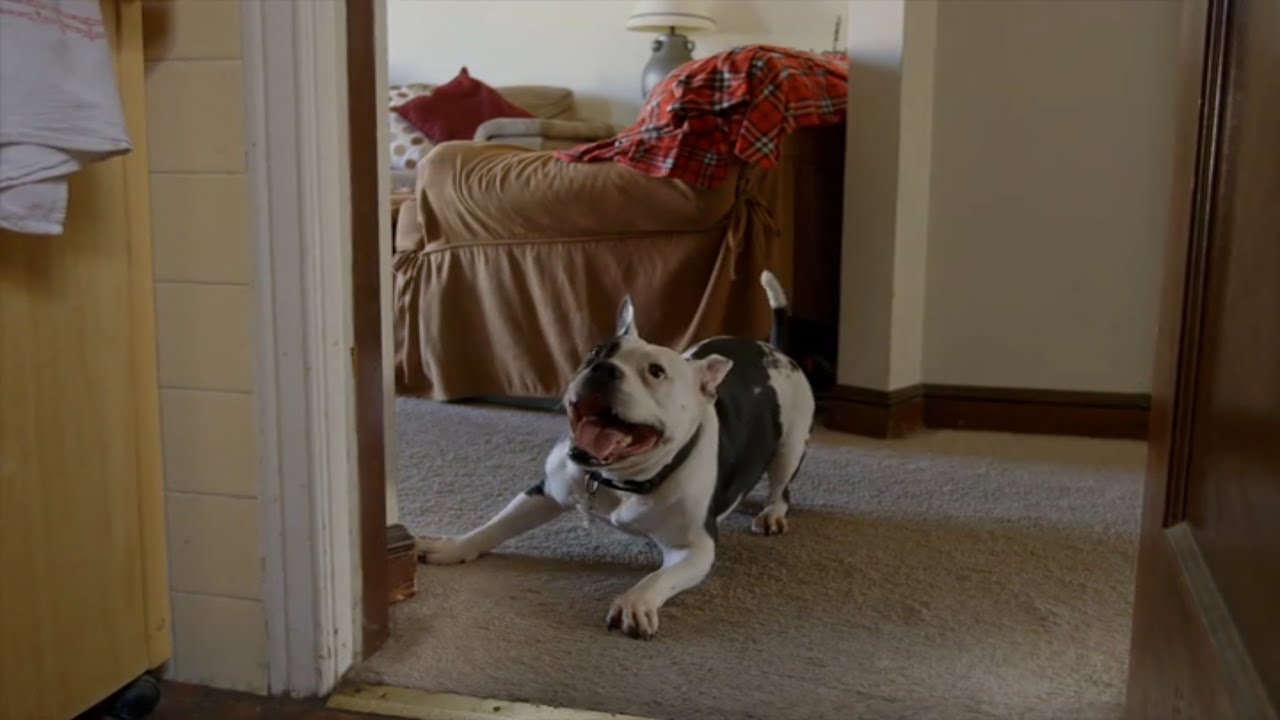 The Champions-The Rescue of Michael Vick's Dogs