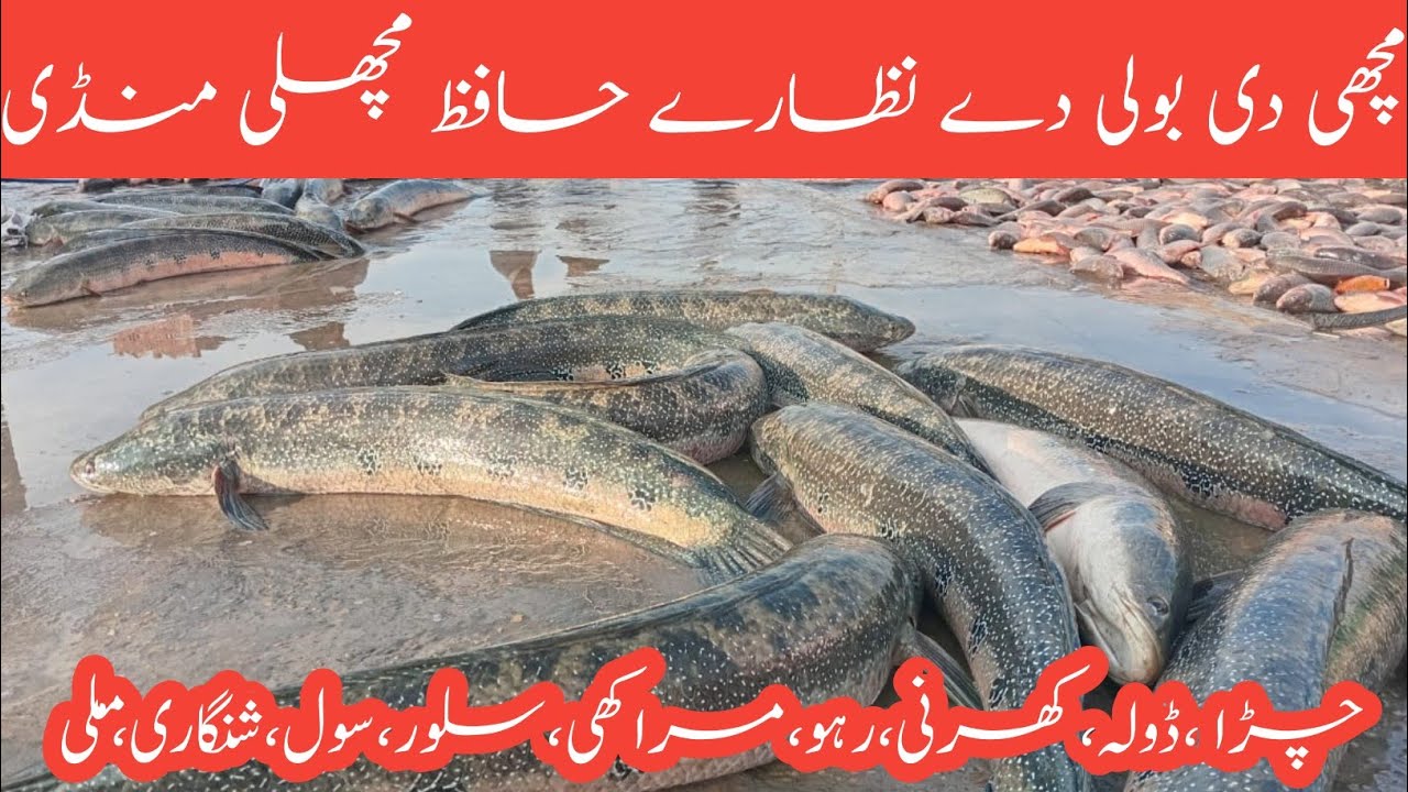 “Pakistan Fish Market Today | Fresh Fish Rates & Live Bidding”
