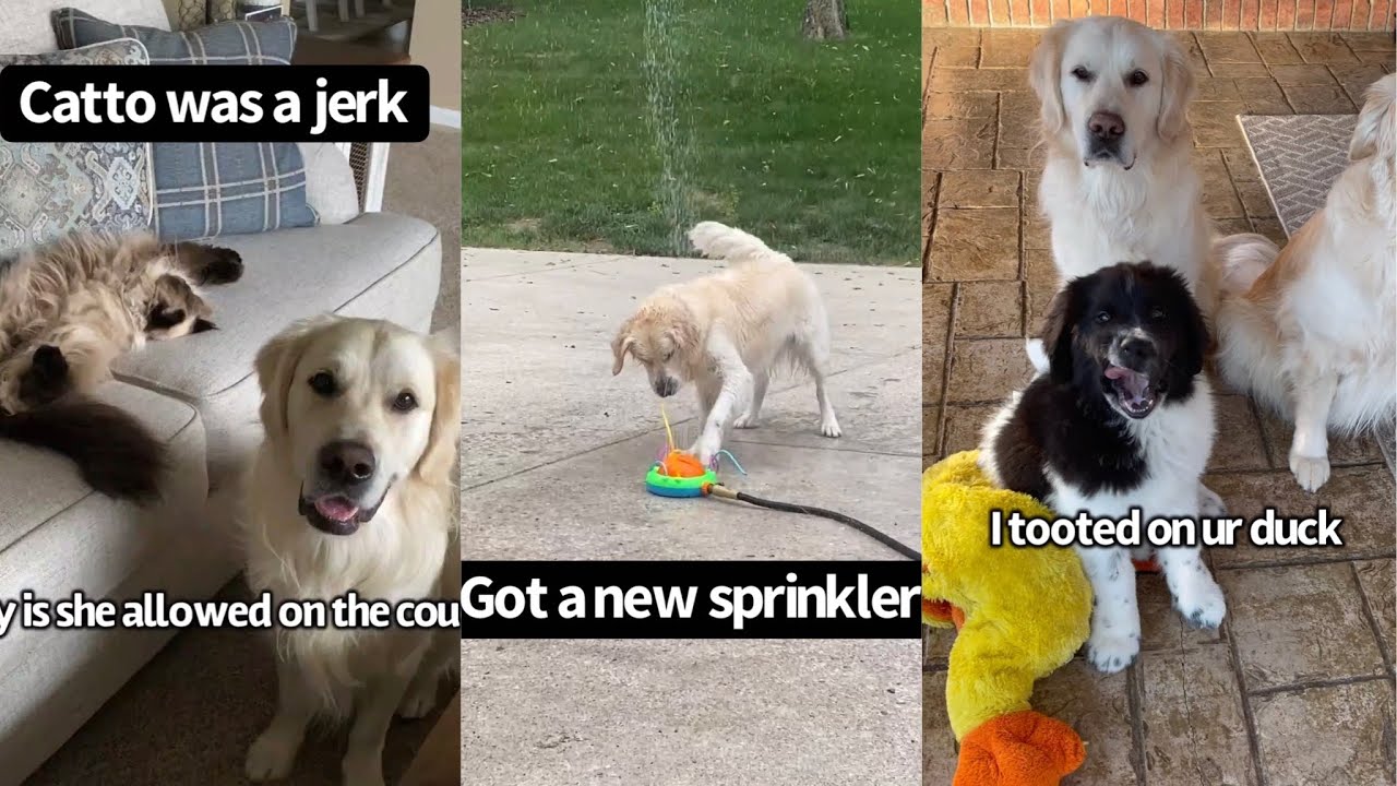Memorable Moments Of 2020 With My Dogs