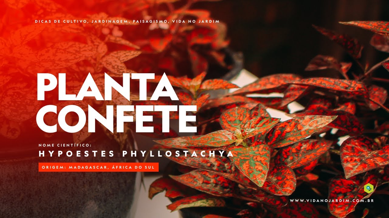 Dicas de CULTIVO e uso da PLANTA CONFETE