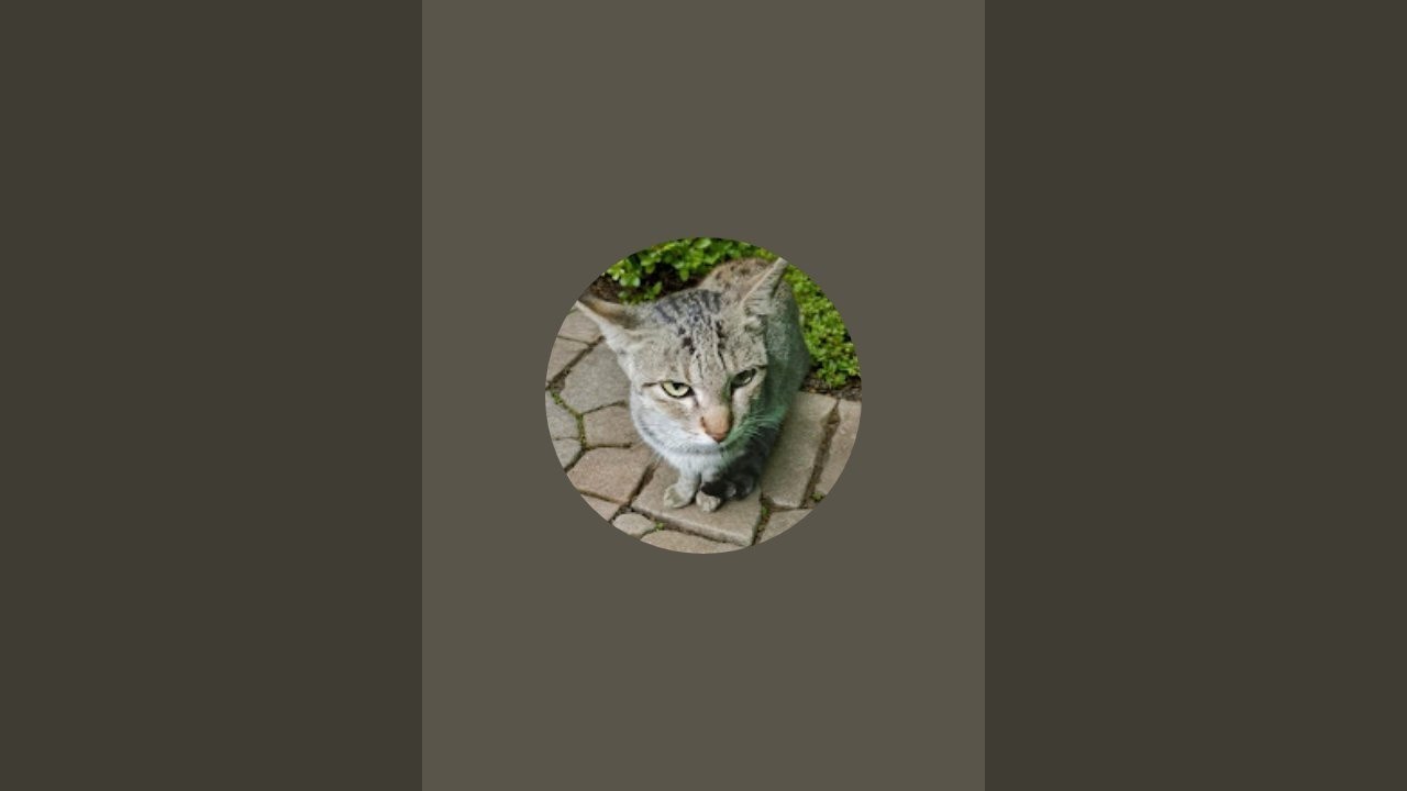 Cat Family  is live