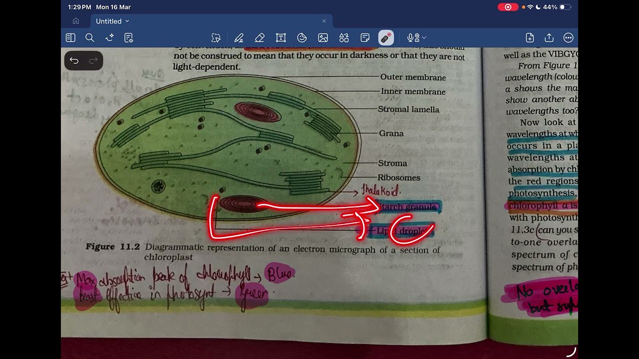 Photosynthesis revision in 25 min