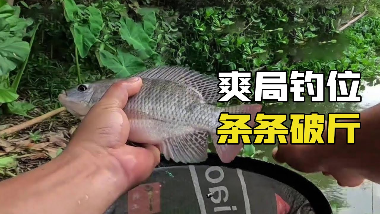 野釣偏僻釣位，卻條條破斤，只是因為有了這個東西？