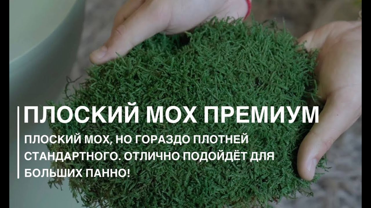 Обзор плоского мха премиум от компании GREENARY