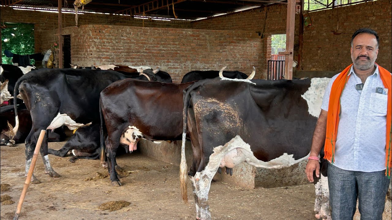40 दुधारू पशुओं से सालाना 54 लाख की 💲कमाई 🤑🤑@indianAgrovet 