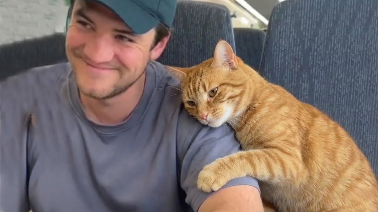 Get a cat, these moments you will have! ❤️