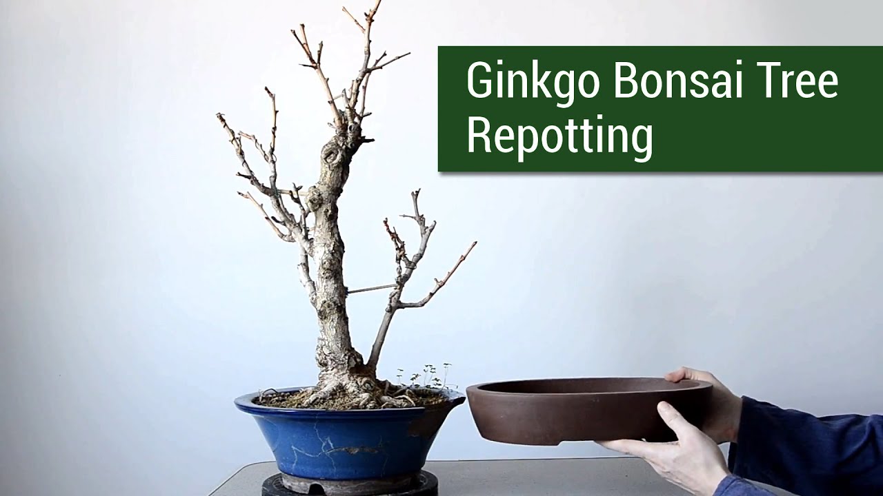 Ginkgo Bonsai Tree Repotting | Пересадка бонсай гiнкго.