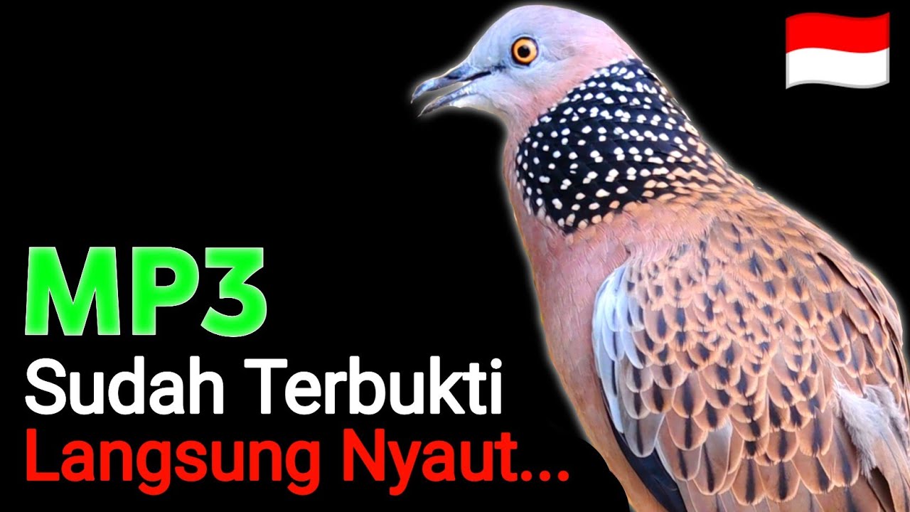 Suara Burung Derkuku Gacor Cocok Untuk Pancingan Dan Pikat Tekukur