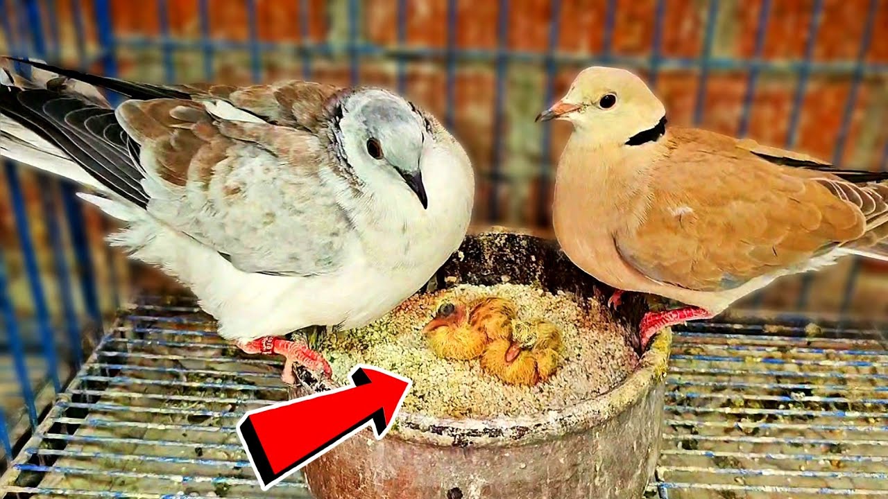 زغلول تهجين الحمام مع اليمام الجيل التاني 😯شوف اجمل مفاجئه😍