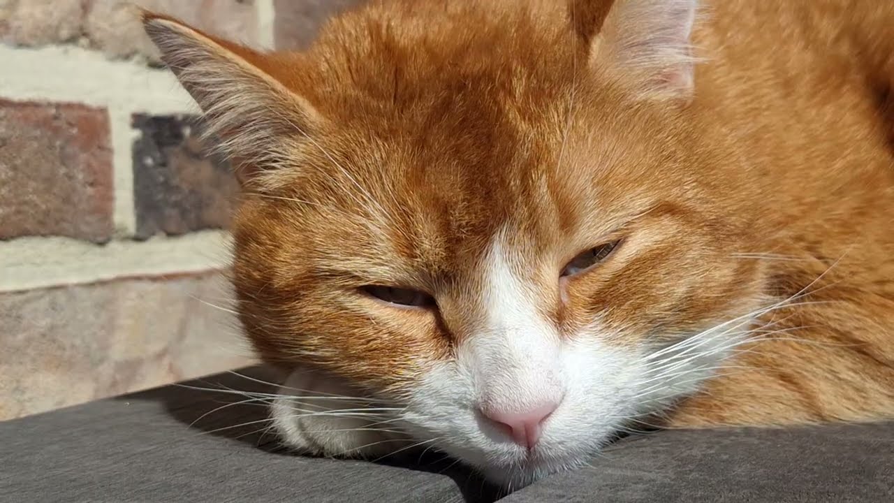 GENT 2 --- Kater ZWERVER (3) geniet van t zonnetje --- ZO. 15-03-2026, 13u08
