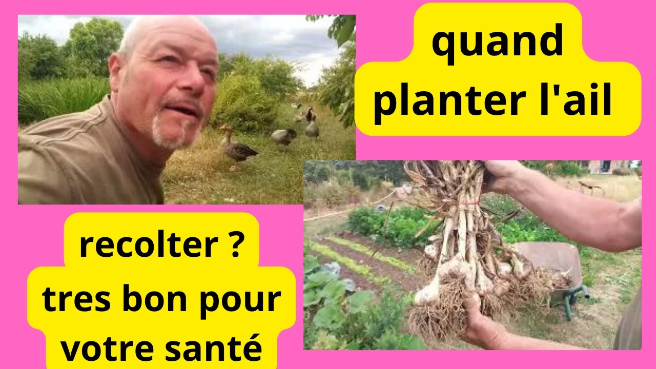 Quand planter l'ail  ? quand récolter l'ail  ? un délice pour la cuisine et le bien être !