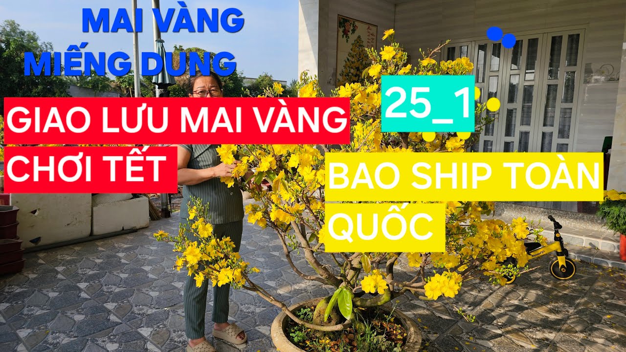 0366 048 123 MAI VÀNG MIẾNG DUNG GIAO LƯU MAI VÀNG CHƠI TẾT