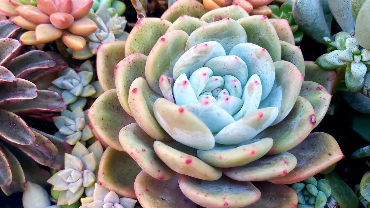 Pinks & Blues , Spring 2021