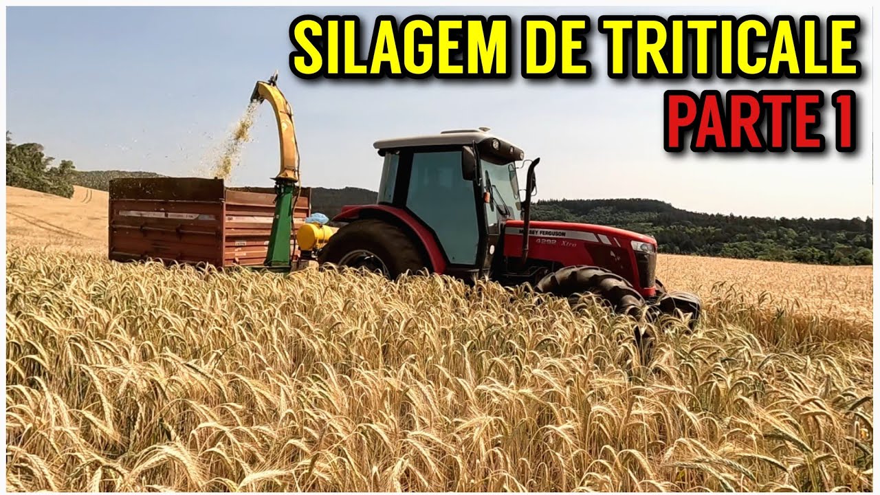Fazendo SILAGEM DE TRITICALE (Silagem de inverno), com ensiladeira pequena