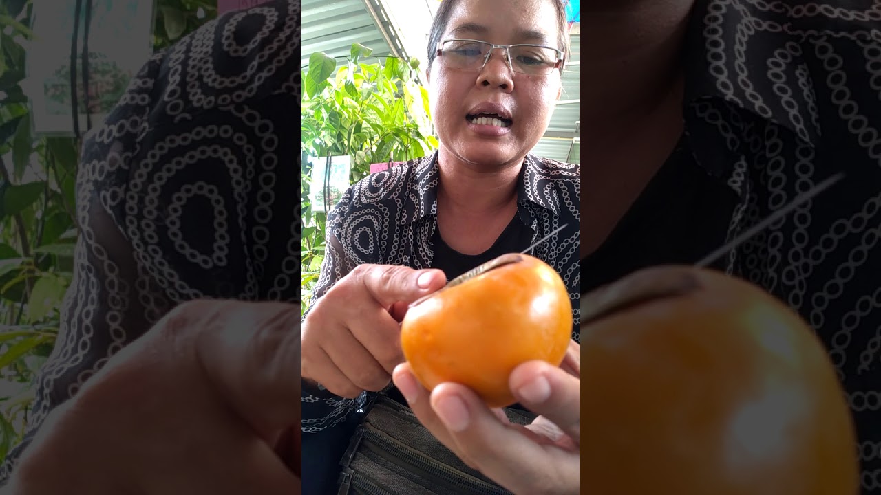 ขายต้นพลับญี่ปุ่น​
