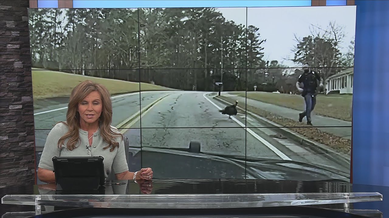 агрессивная индейка