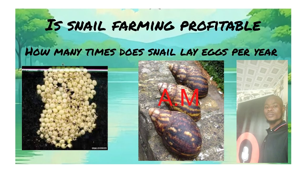 HOW MANY TIMES DOES SNAIL LAY EGGS PER YEAR?