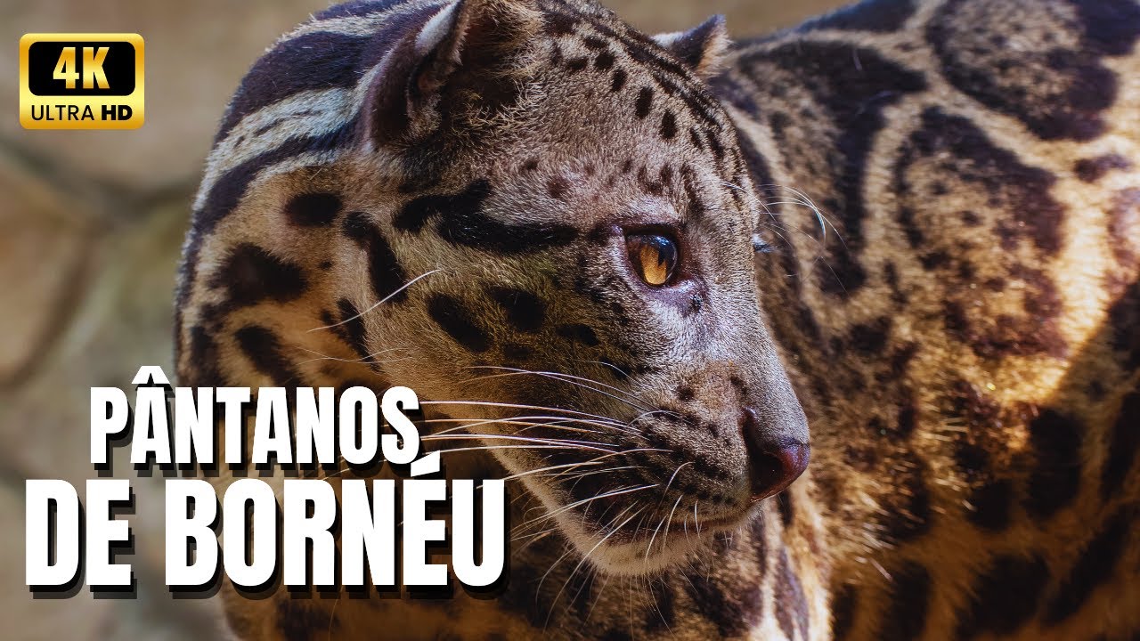 🌿 O Reino Secreto de Bornéu | Segredos do Pantanal Kinabatangan-Segama | Documentário Selvagem🌳🦧