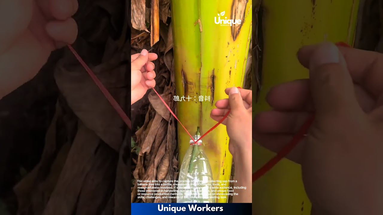 Banana sap collection: collecting sap from a banana tree