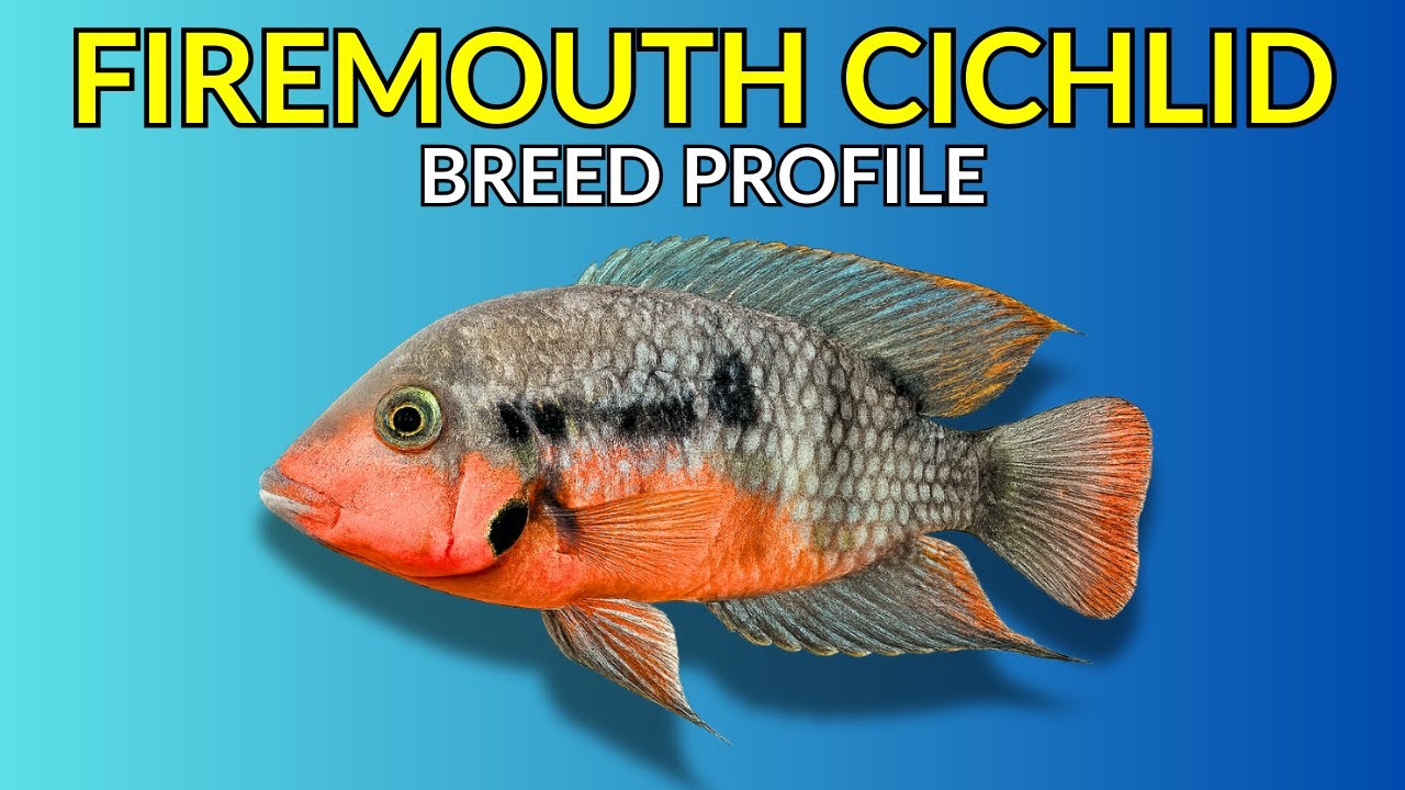 Firemouth Cichlid Care Guide | Tank Setup  Feeding  Breeding & Lifespan