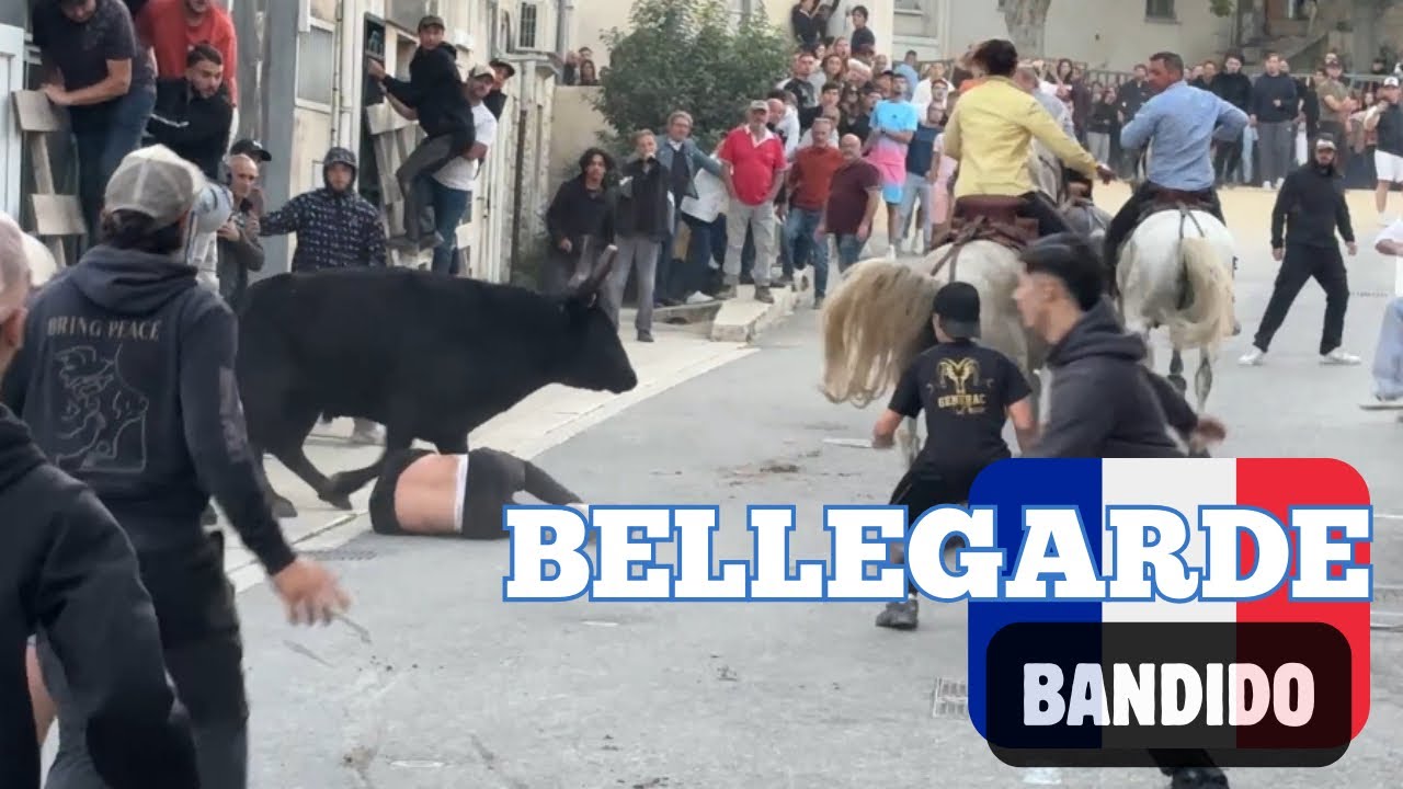 ➡️ La dernière avant un long moment 😢 Bandido a BELLEGARDE 🇫🇷17/10/2025 Manade DU JUGE & LERON 👍🏼