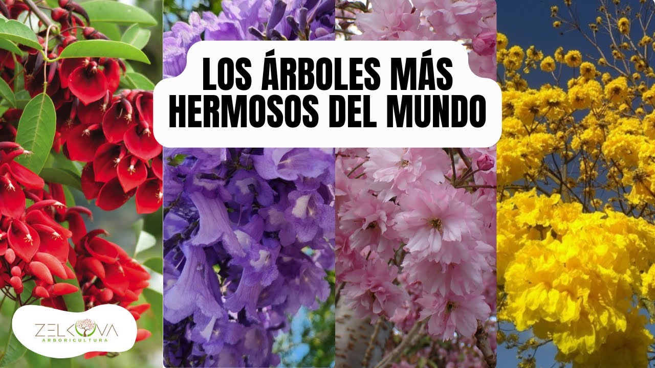 ÁRBOLES MÁS HERMOSOS DEL MUNDO