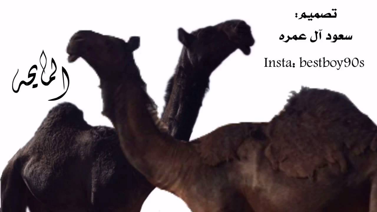 لحن طرب اداء ناصر الطويل وحمد الطويل للشاعر علي بن ريحان الجابر