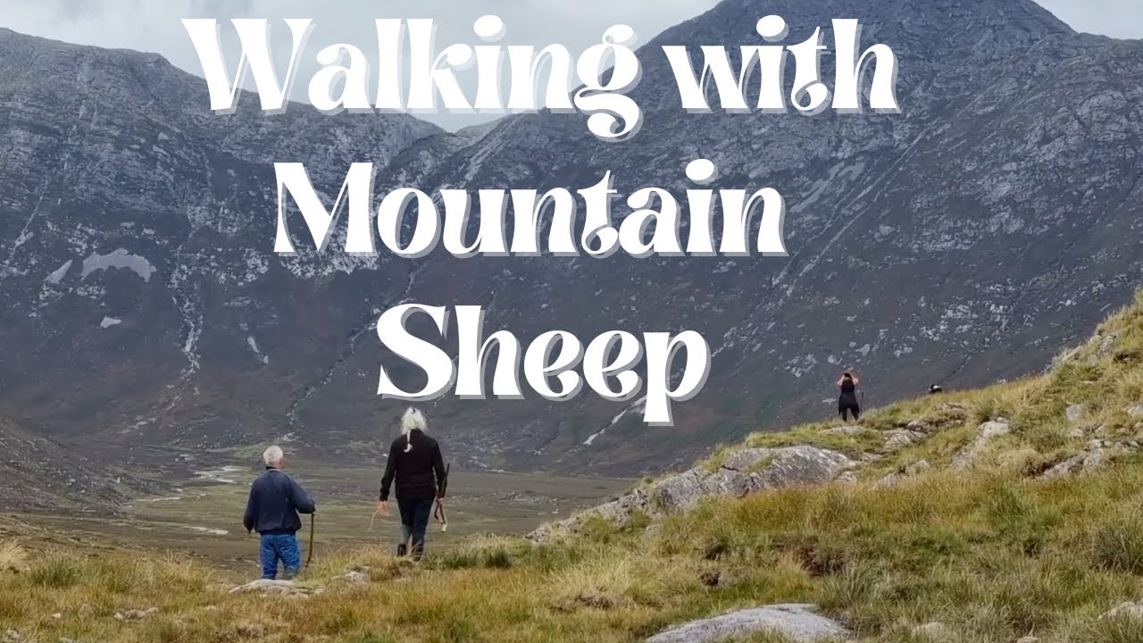 Walking with Mountain Sheep