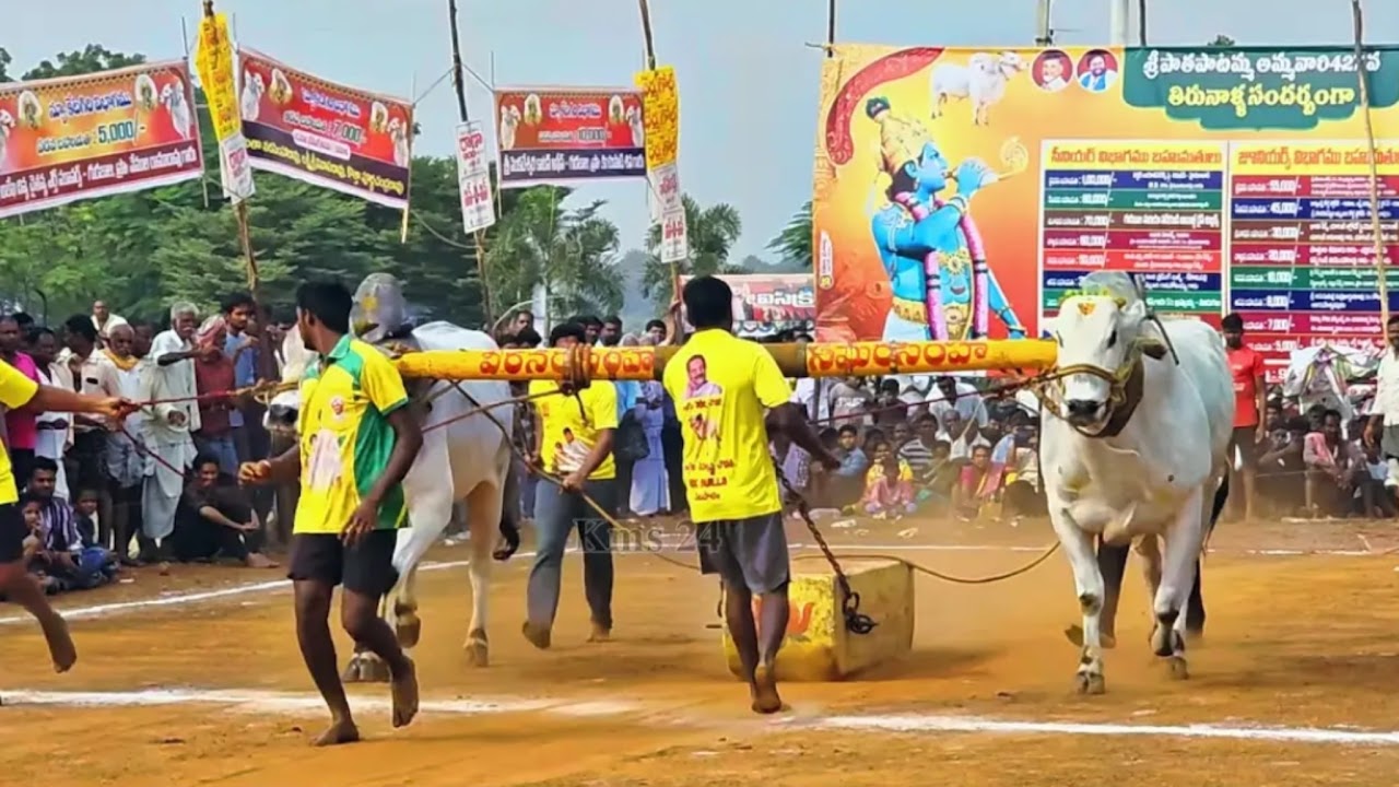 Live streaming of vikram Ongole Bulls