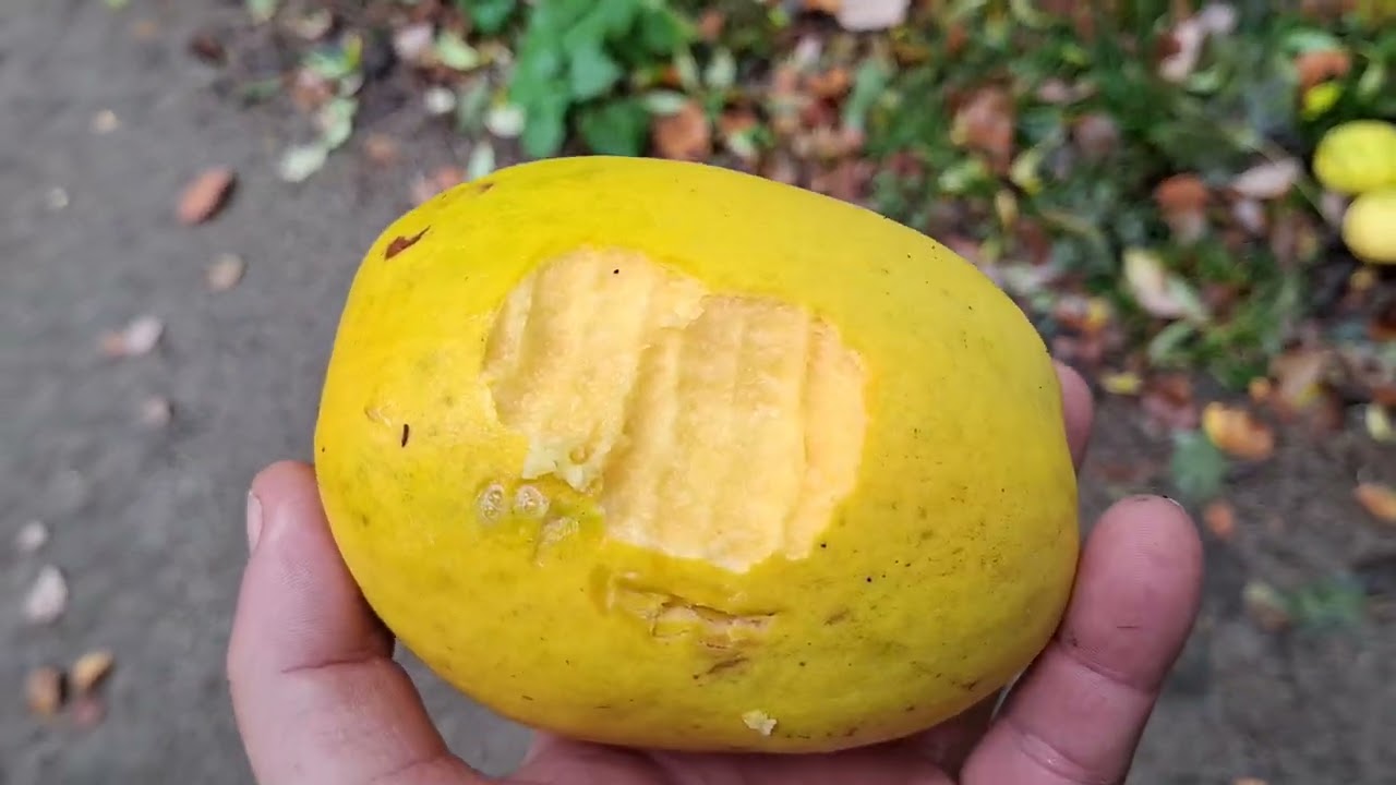 Сбор урожая крупной китайской айвы (Pseudocydonia sinensis) в Германии