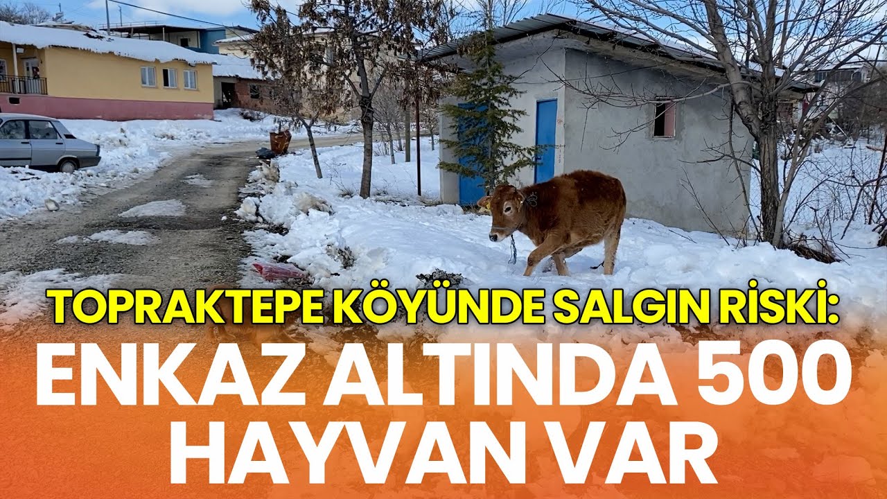 Malatya’nın Topraktepe köyünde salgın riski: Enkaz altında 500 hayvan var