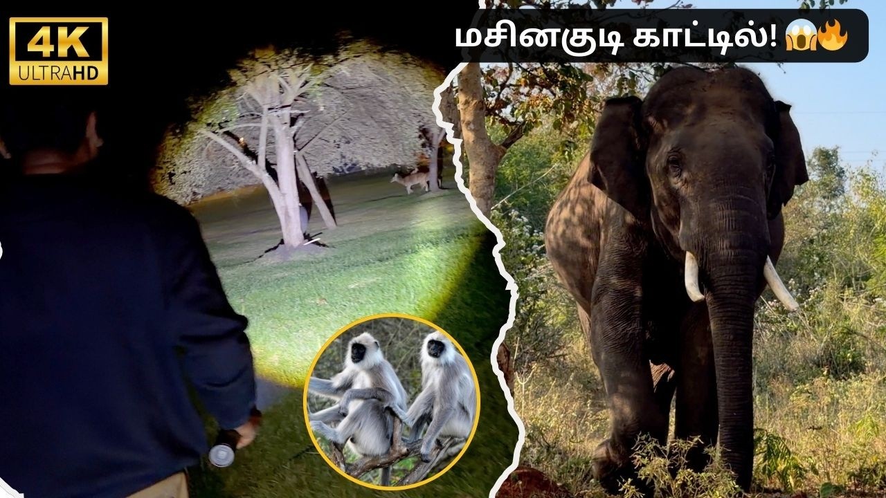 🔥Masinagudi காட்டு அனுபவம் 🐘 | Secret Ivory Stay + Jeep Safari @SimbaaVlogs