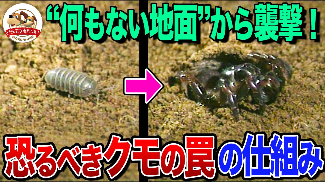 地面にフタ付きの謎の穴!?一瞬でエモノに襲いかかるクモのスゴ技ハンティング！エモノを察知する恐るべきシステムとは【どうぶつ奇想天外／WAKUWAKU】
