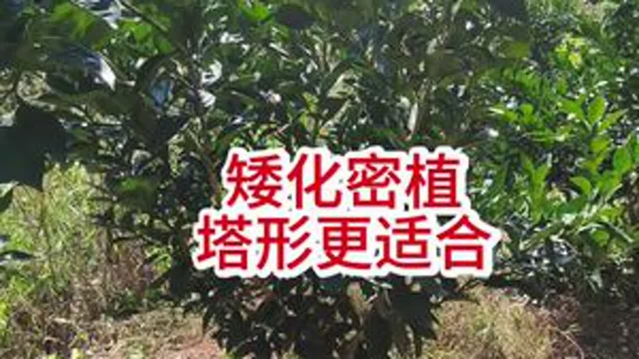 矮化密植，控制高度才能连续丰产！#果园种植 #果树修剪 #柑橘种植 #柑橘修剪 #彪哥修剪立体结果