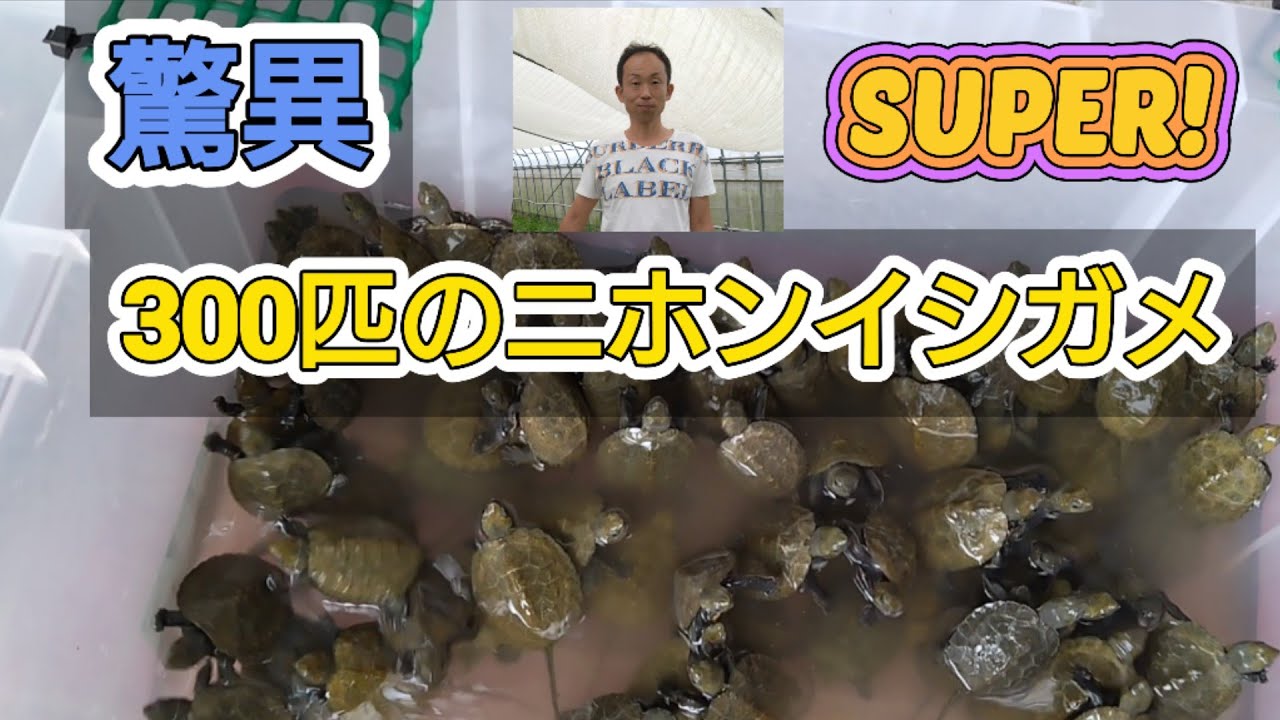 驚異300匹のニホンイシガメ