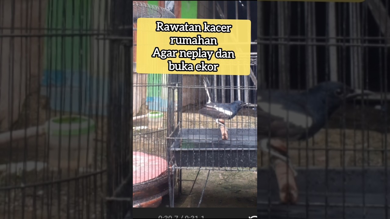 Rawatan kacer rumahan agar ngeplay dan buka ekor #kacer  #kacergacor #cschannel