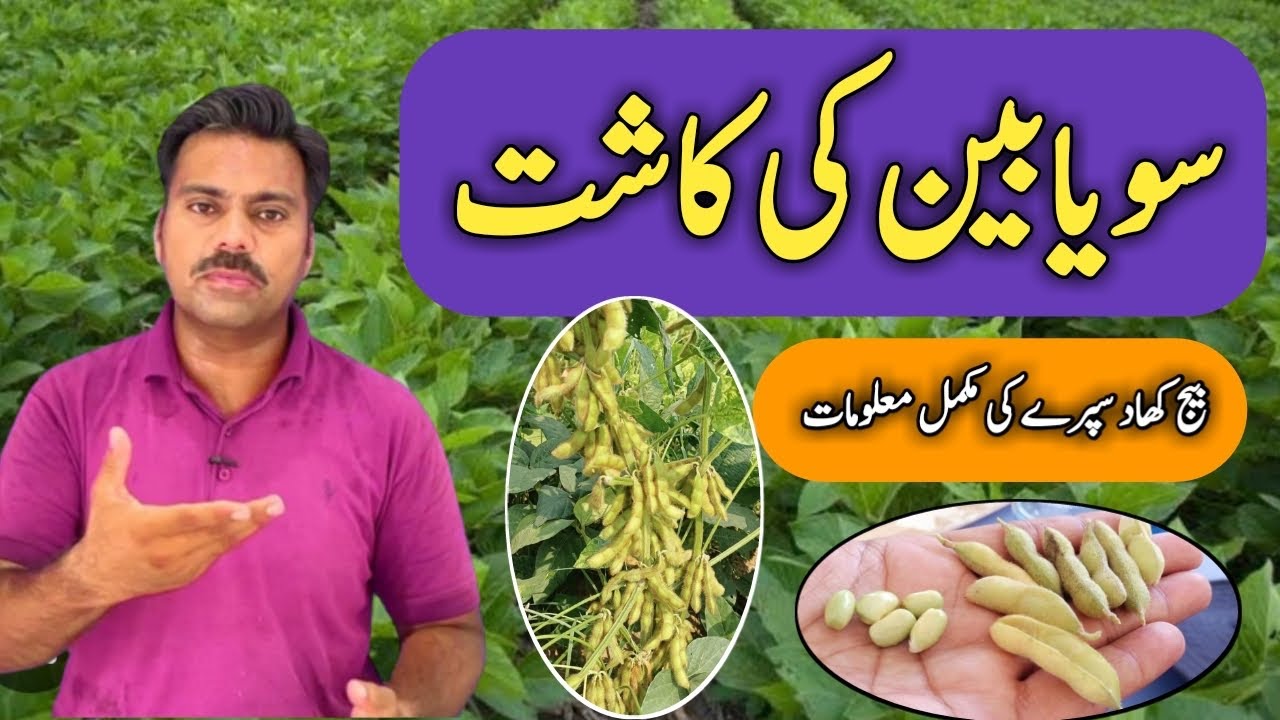 Soybean production technology | Soyabean ki kasht | Abid Ali Agrarian