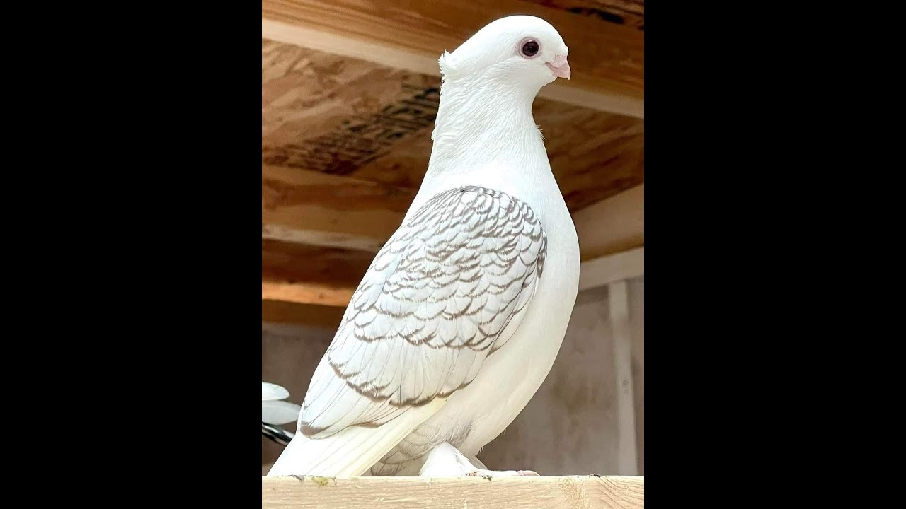 حمام زينة ستنيت ,طيور زينة,fancy pigeon,satinette pigeon
