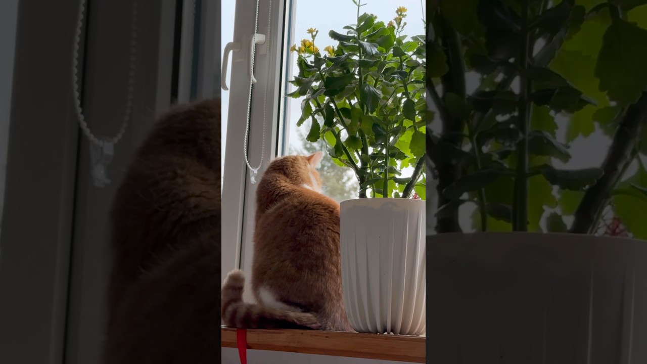 zimny poranek 🐈❄️🪟