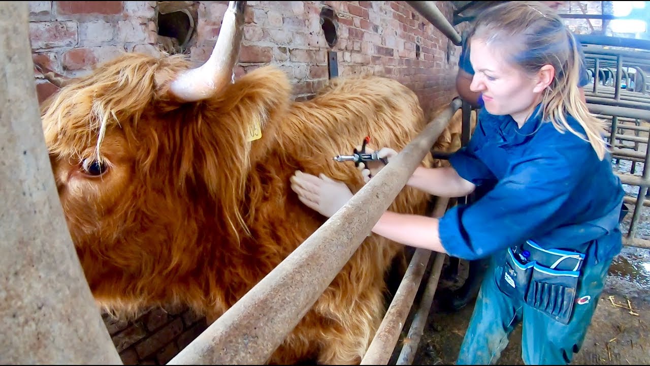WE HAVE TO TB ALL 270 CATTLE NOW!