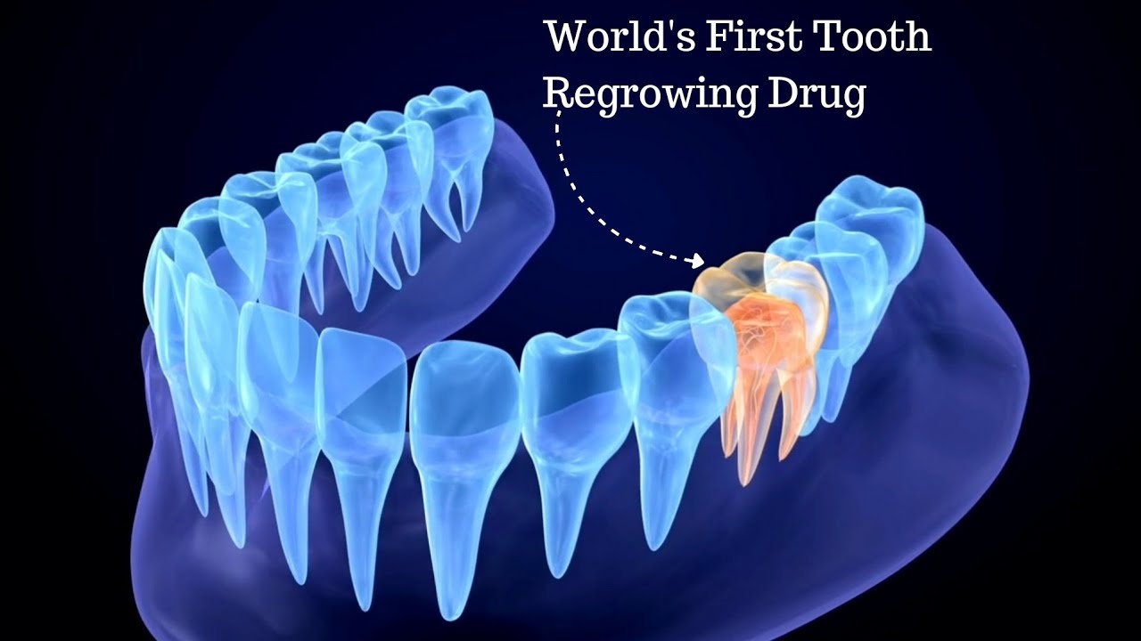 World's First Tooth-Regrowing Drug Enters Human Trials