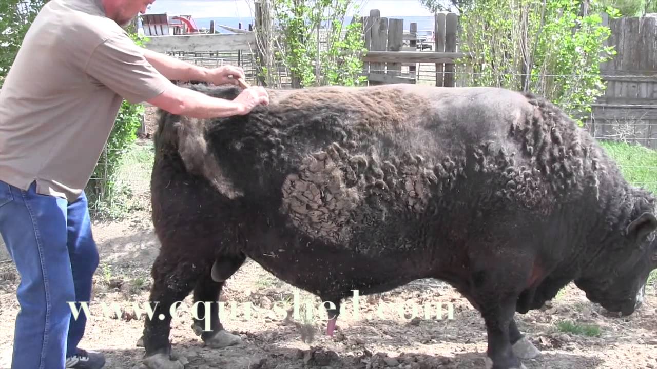 Equi-shed on cattle