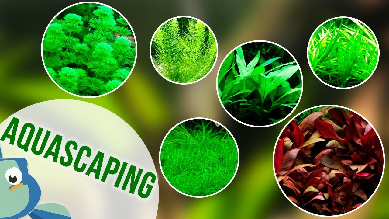 PLANTAS DE ACUARIO POR POSICIÓN