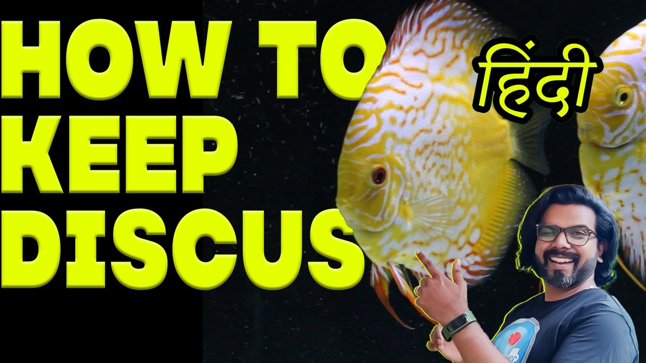 डिस्कस फिश कैसे रखते हैं | How to Keep Discus Fish in HINDI