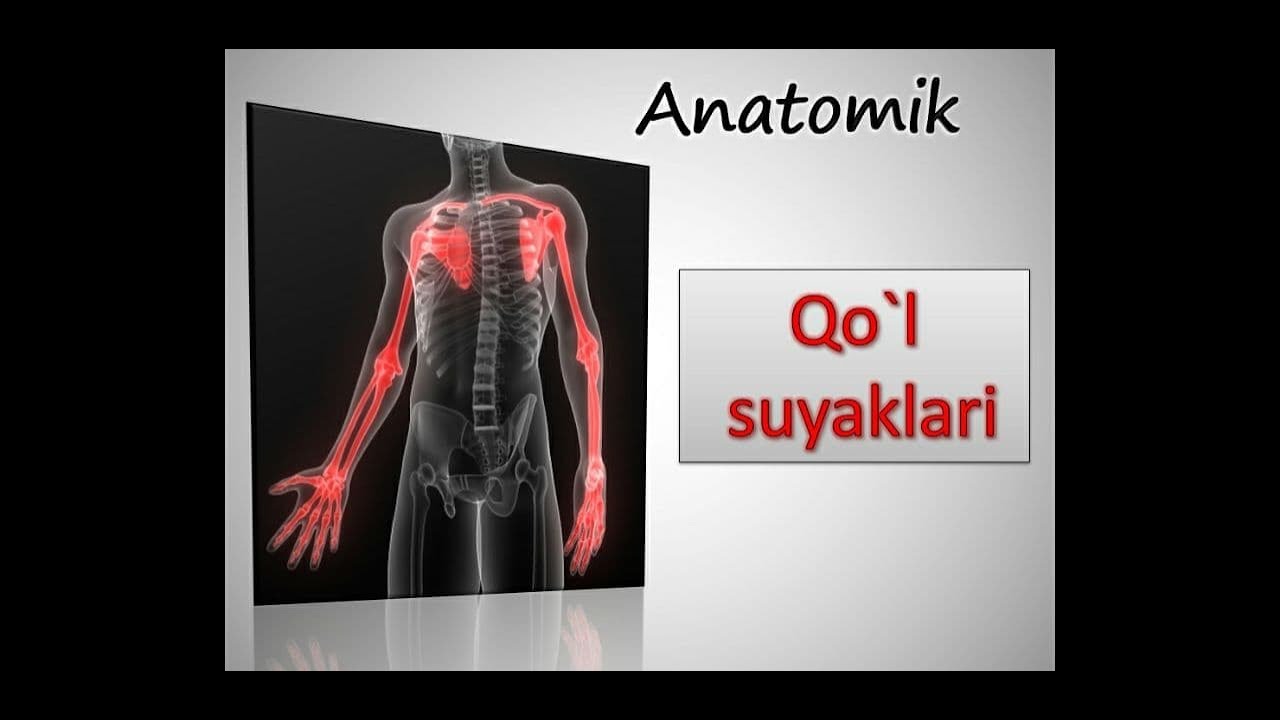 Qo`l suyaklari. Kurak  Scapula. Clavicula O`mrov. Yelka suyagi Humerus. Tirsak va Bilak. Qo`l panja.