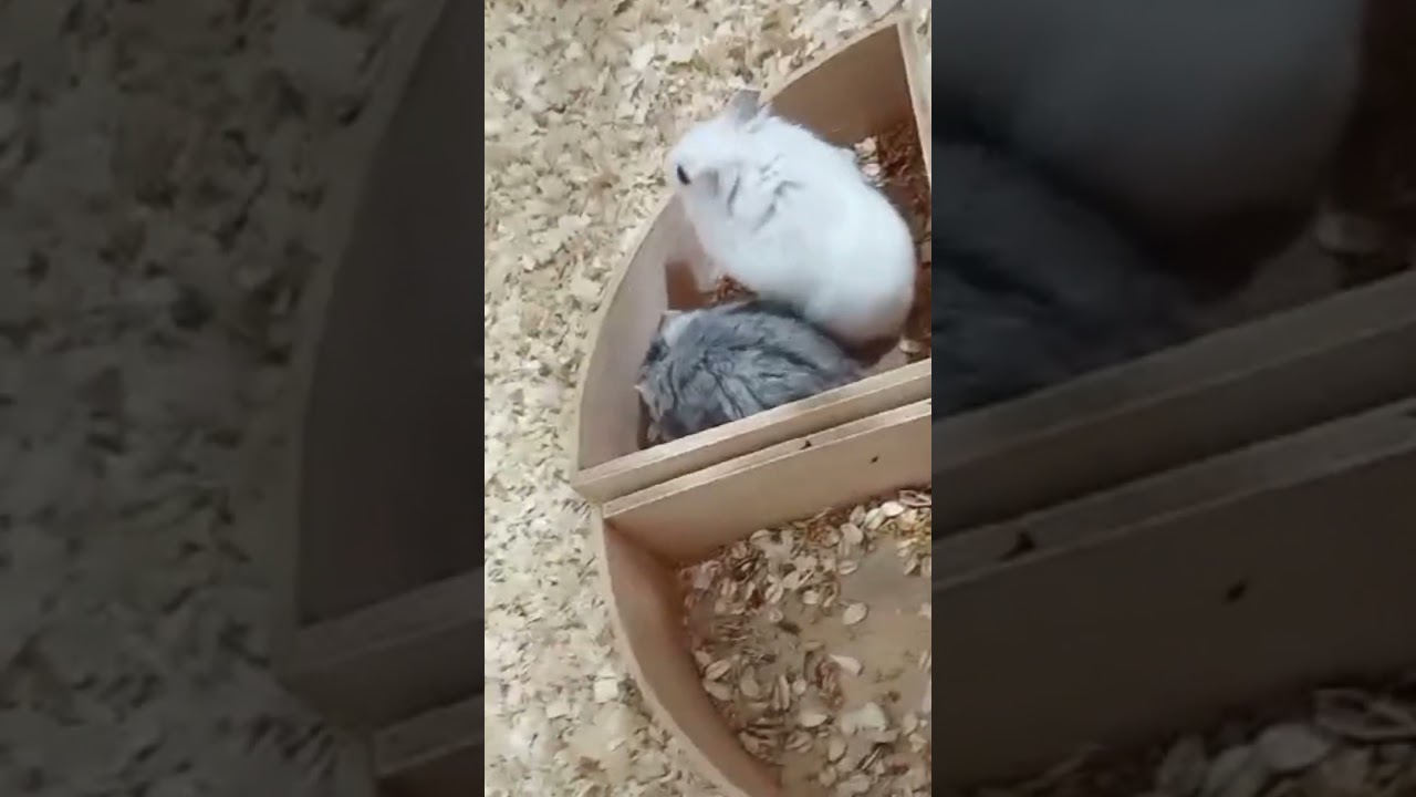 Two Adorable Hamsters Exploring a Food Box | Cuteness Overload! 