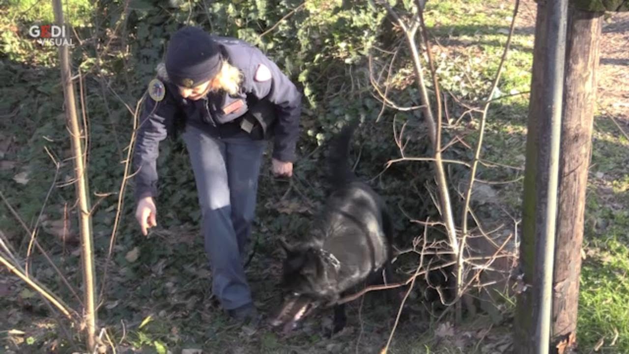 Modena, il cane Barak al parco XXII Aprile trova droga in un cespuglio