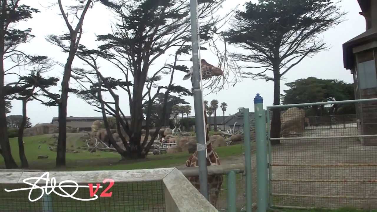 A Day at the San Francisco Zoo - Beautiful Animals in 1080p