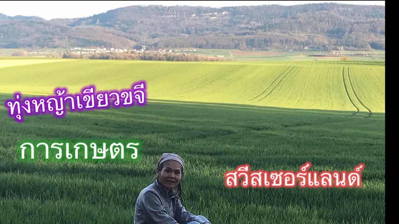 ทุ่งหญ้าเขียวขจี ทำการเกษตรสวีสเซอร์แลนด์  2 เมษายน 2564 EP.22